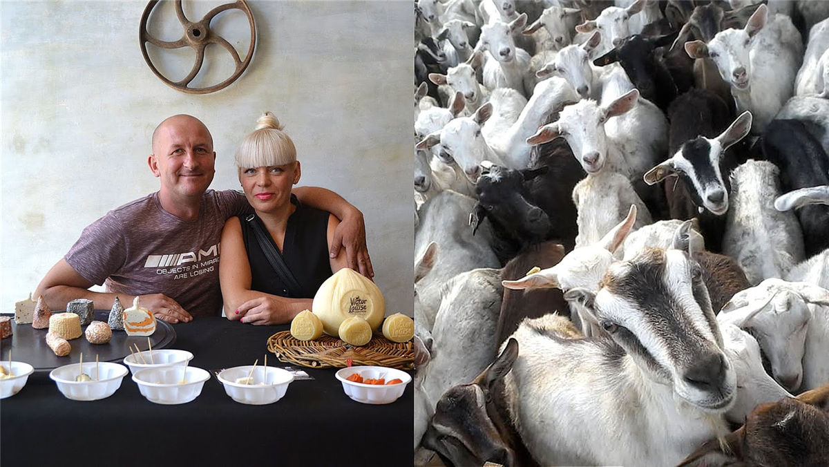 奶酪包裝設計(圖2)