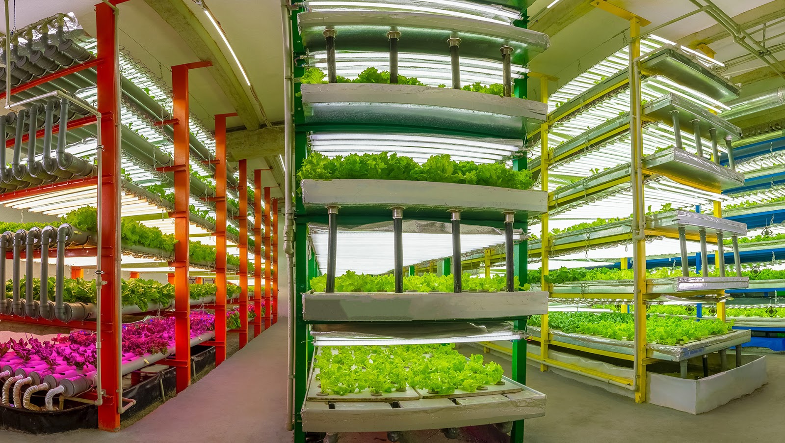 生鮮蔬菜品牌包裝設(shè)計(jì)(圖5)