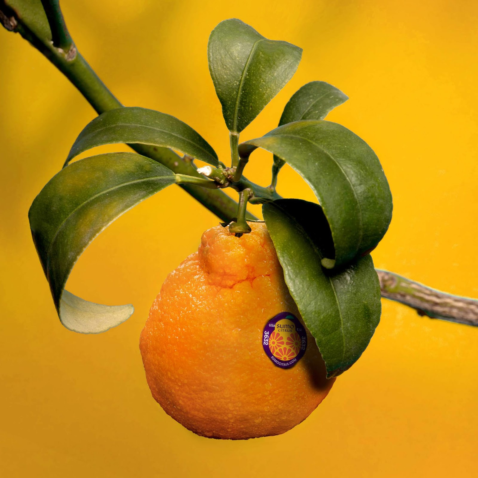 包頭水果品牌包裝設(shè)計(jì)非常有吸引力(圖6) 包頭水果品牌包裝設(shè)計(jì)非常有吸引力(圖6)