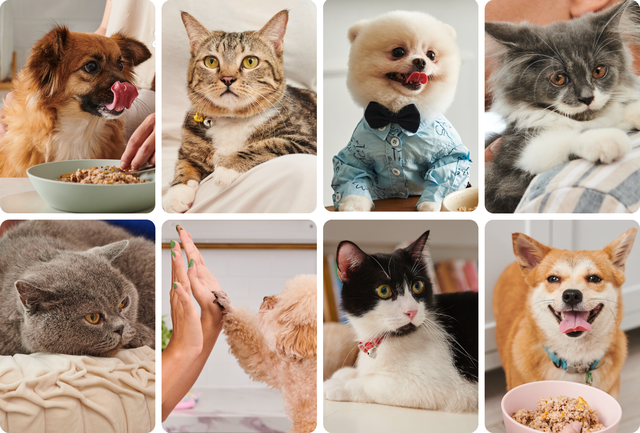 寵物包裝設(shè)計(jì)欣賞食品狗糧包裝設(shè)計(jì)欣賞貓糧包裝設(shè)計(jì)欣賞包裝設(shè)計(jì)全套(圖24)