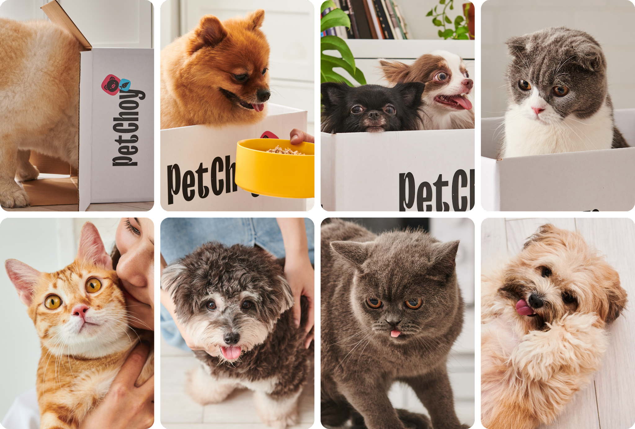 寵物包裝設(shè)計(jì)欣賞食品狗糧包裝設(shè)計(jì)欣賞貓糧包裝設(shè)計(jì)欣賞包裝設(shè)計(jì)全套(圖23)