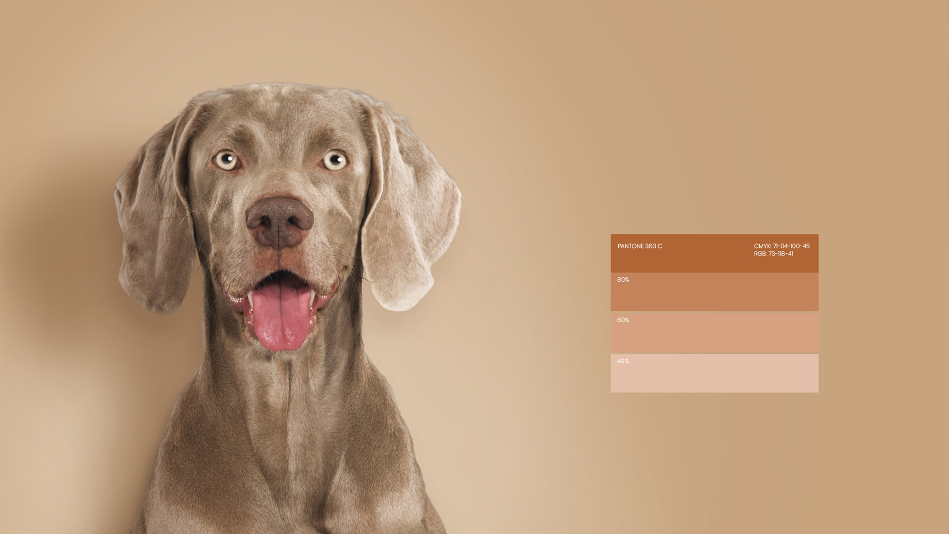 Ultima高端寵物包裝設計欣賞食品包裝這樣設計(圖4) Ultima高端寵物包裝設計欣賞食品包裝這樣設計(圖4)