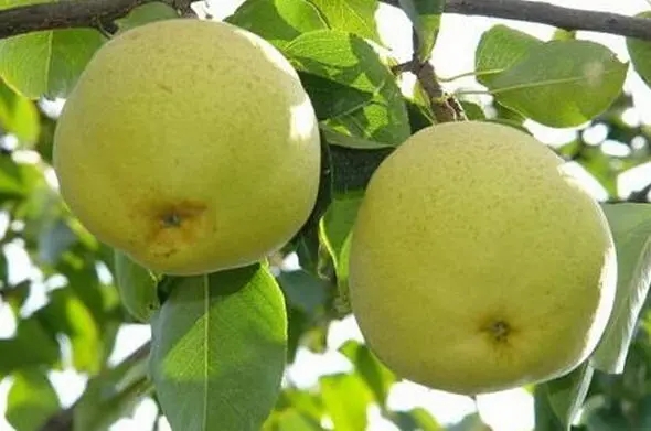 昆明特產(chǎn)寶珠梨水果包裝設(shè)計(jì)怎么做好(圖1) 昆明特產(chǎn)寶珠梨水果包裝設(shè)計(jì)怎么做好(圖1)