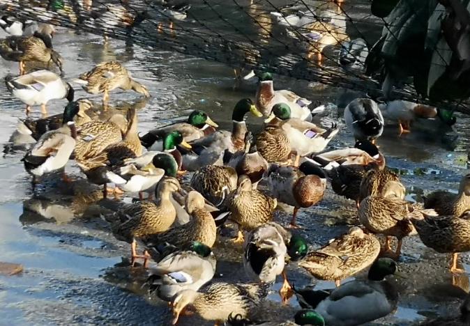 品牌三問(wèn)不明確，信息堆砌是包裝設(shè)計(jì)的大坑(圖2)