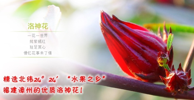 升龍華 升龍華品牌logo與食品包裝設(shè)計(jì)欣賞(圖3)