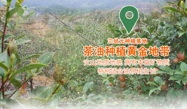 三狀元山茶油 三狀元品牌logo與食品包裝設(shè)計(jì)欣賞(圖3)